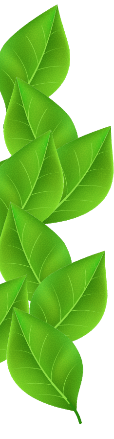 leaf-border