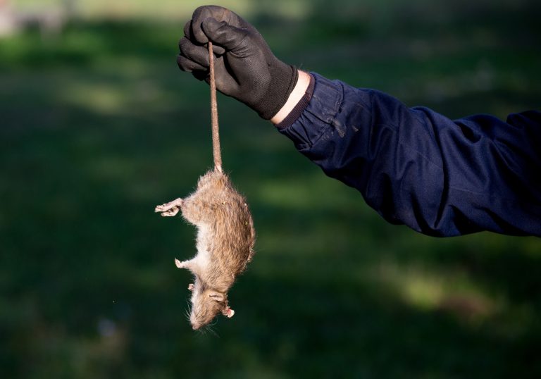 Dead Rodent Istock 860512878 1