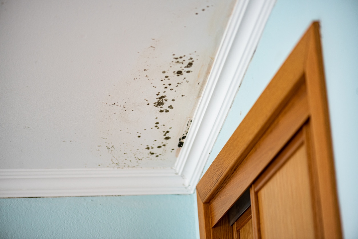 Eliminate Mold