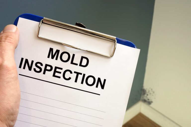 Mold Remediation Services