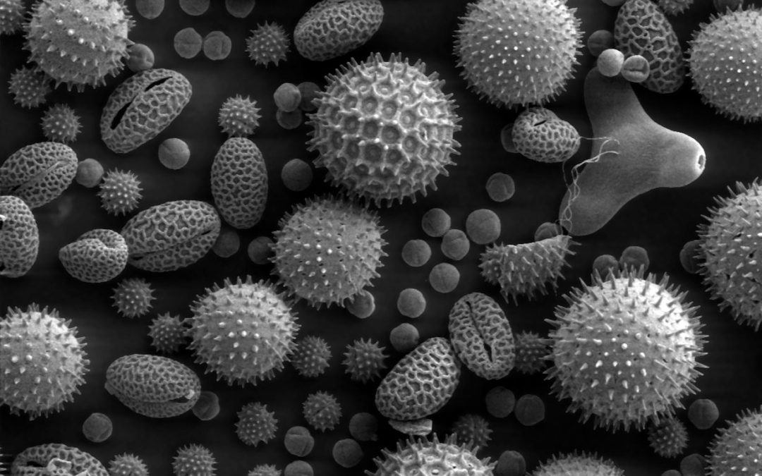 Get Rid of Allergens in your Home