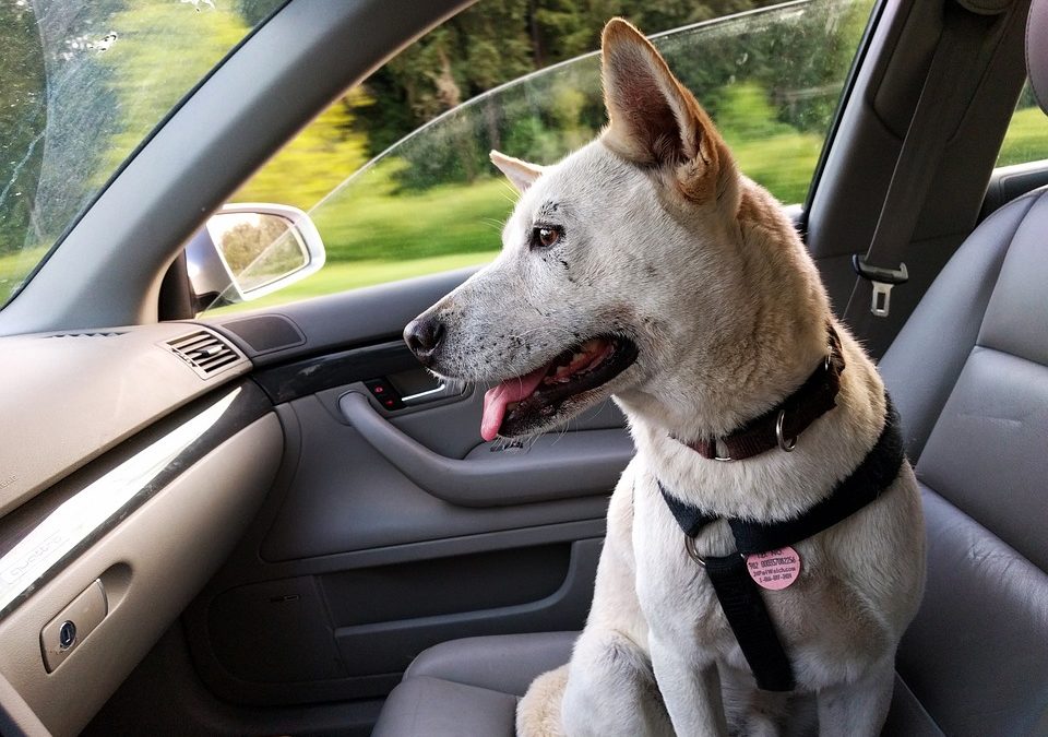 Do not leave Children or Pets in your Car